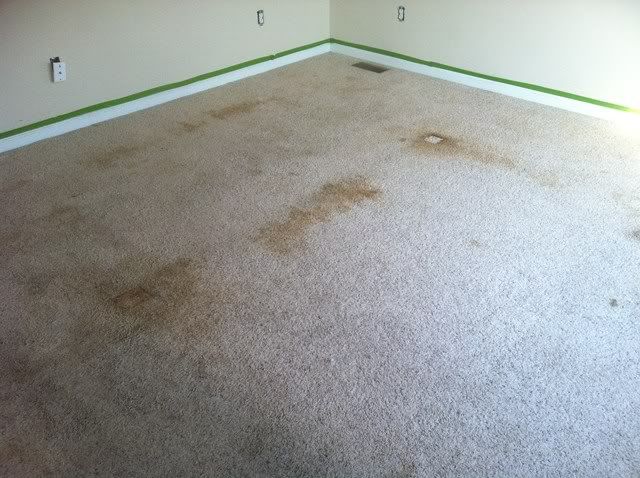pet stains in carpet