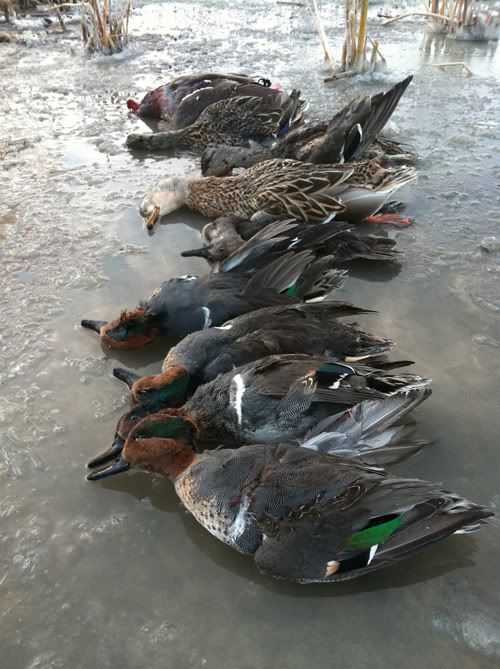 So, mergansers do count against your daily duck limit, right Duck