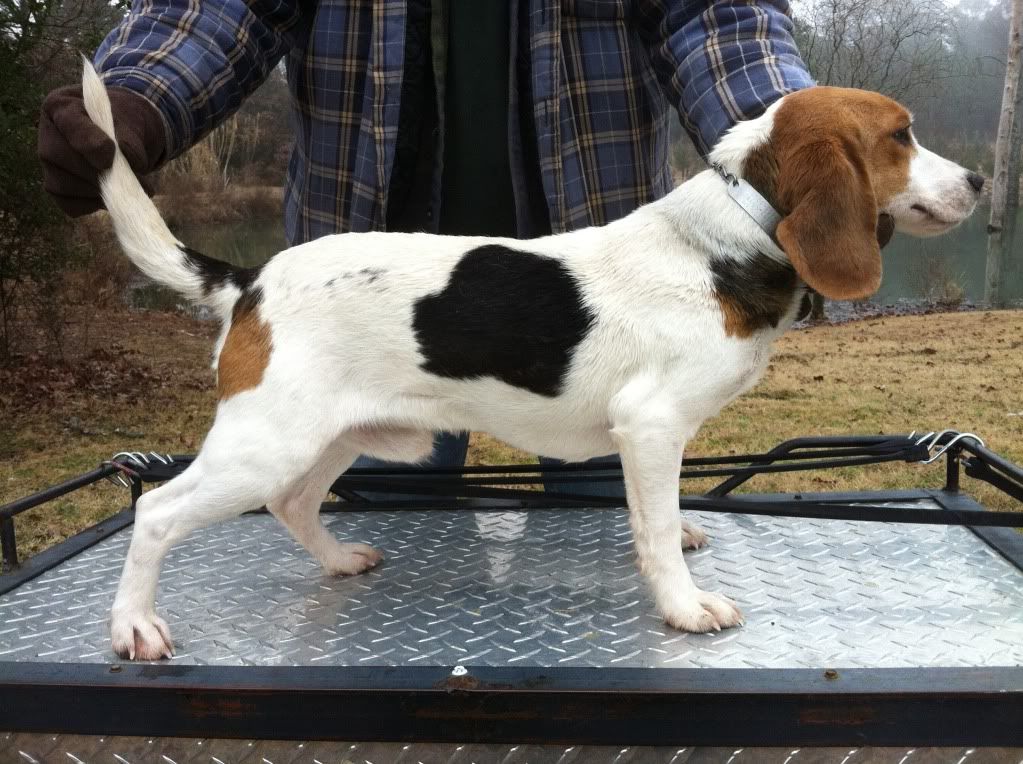 hunting beagles for sale