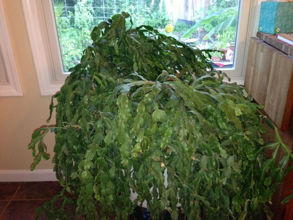 How to take care of a 26 year old christmas cactus