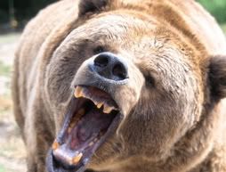 grizzly bear photo: Grizzly Bear ScaryBear.jpg