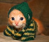 Gangster Cat 