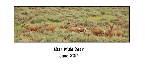 Utah-Mule-Deer-June-2011-Pa.gif
