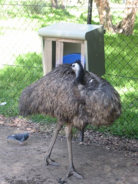 emu eating