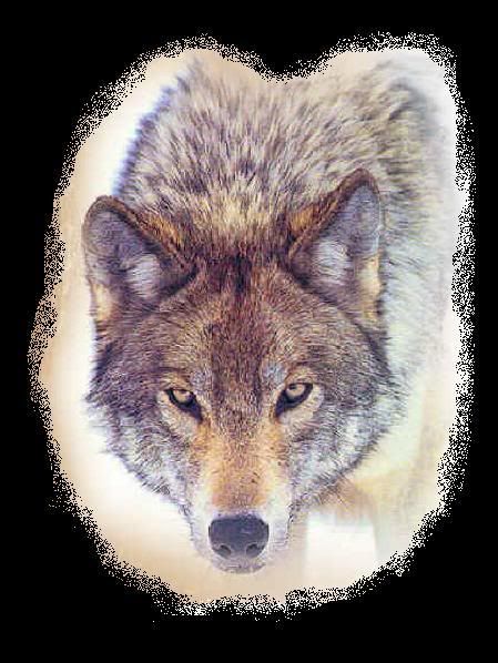 Wolf.jpg Wolf image by Shaded_Silver13