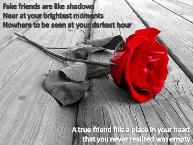Friendship Rose Pictures, Images and Photos