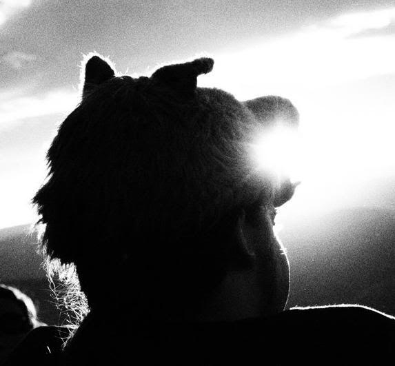 wolfhat Avatar