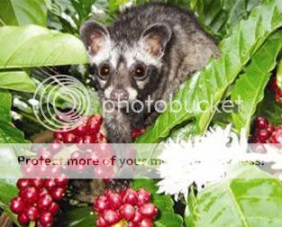 Kopi Luwak introduced in North America in 1990 and it has been sold in 