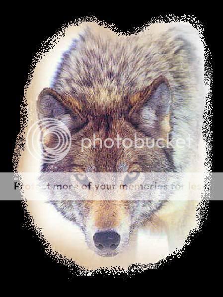 Wolf.jpg Wolf image by Shaded_Silver13